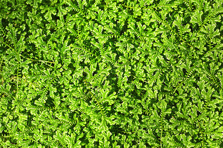 绿叶背景背景晴天叶子生长生活季节植物射线木头花园太阳图片