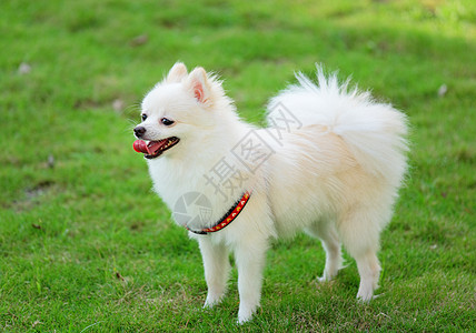 可爱的白人罗马人宠物朋友动物草地幸福季节微笑快乐眼睛小狗图片