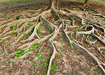 树根场地花园网络园艺纠纷森林生长岩石生态生活图片
