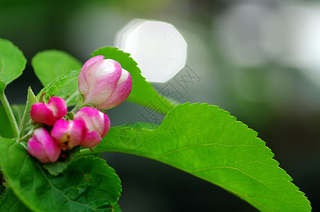 苹果花宏观香气叶子植物生长植物学花瓣花园果园雌蕊图片