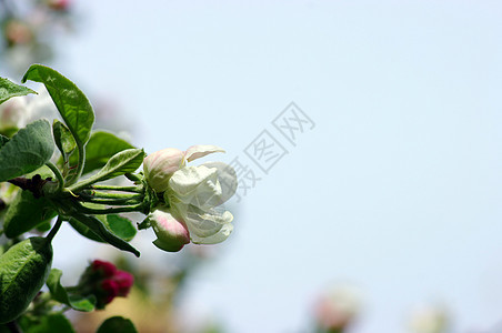 天空背景上的苹果花图片