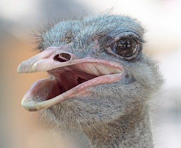 农场的Ostrich肖像 特写 背景荒野脖子账单羽毛动物群野生动物眼睛好奇心鸵鸟头发图片