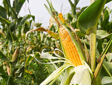 玉米在树上内核蔬菜粮食棒子场地收成饮食营养农场玉米芯图片