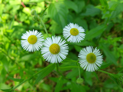 甘菊洋甘菊绿色花束味道花瓣图片