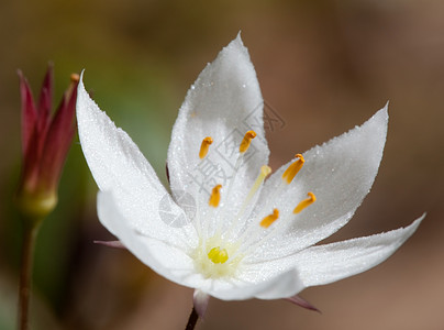 L 欧洲森林花卉和花卉图片