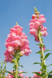 蓝色天空下粉红的松龙花朵图片