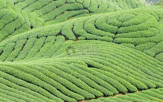 复杂的陆地形态和茶叶树季节地貌生长农村草地土地叶子高地风景栽培图片