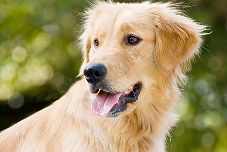 金色的挖掘 将舌头伸出来鼻子金子猎犬绿色眼睛朋友小狗姿势犬类棕色图片