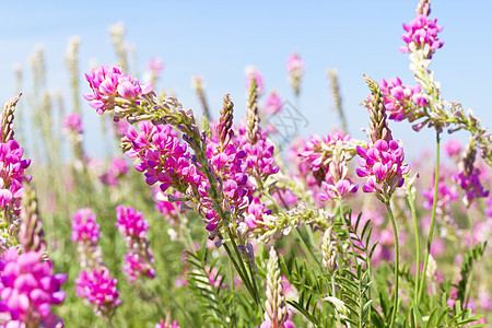 用粉红色的花朵 透过绿草看天空天气土地牧场场地叶子太阳宏观阳光晴天草地图片