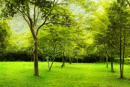 公园绿树阳光环境森林植物学草地叶子绿色植物草原场地花园图片