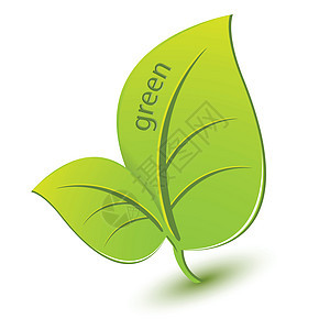 绿页衬套绿色插图植物学生物学蔬菜植物床单发芽草本植物背景图片
