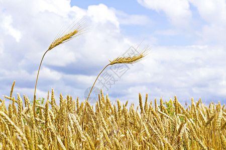 以小麦的耳目对著天种子收获面包收成谷物植物生产农村稻草农田图片