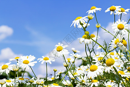 天空中的白菊花阳光生长季节叶子场地墙纸洋甘菊生态蓝色美丽图片