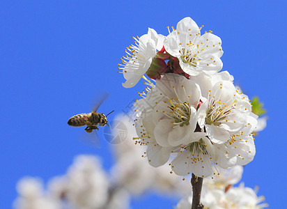 蜜蜂和梅花花蜜天空宏观昆虫飞行蜂蜜场地植物花园蓝色图片