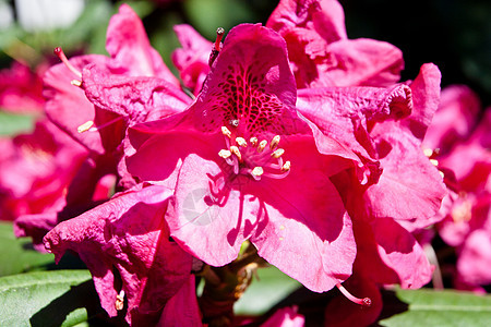 杜鹃花瓣紫色园艺植物群红色绿色植物植物学灌木花园图片