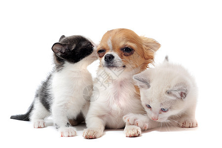小狗吉娃娃和小猫朋友们工作室动物黑色犬类宠物友谊伴侣棕色白色图片