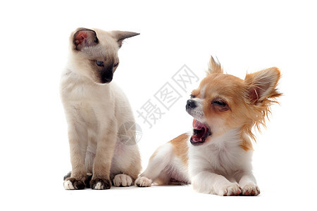 小狗吉娃娃和小猫宠物友谊白色连体工作室朋友们动物伴侣犬类棕色图片