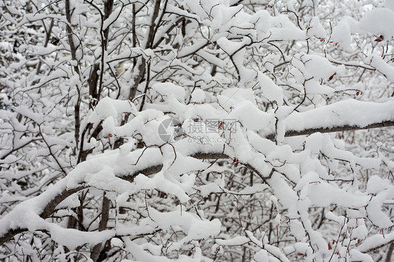 积雪的树枝和树枝背景图片