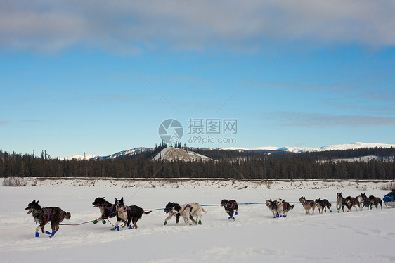 雪橇狗队拉着犬类雪橇竞赛速度冒险阳光呼吸背光宠物精神图片