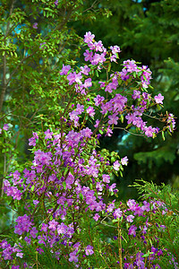 伯贝里斯黑藤植物小檗图片