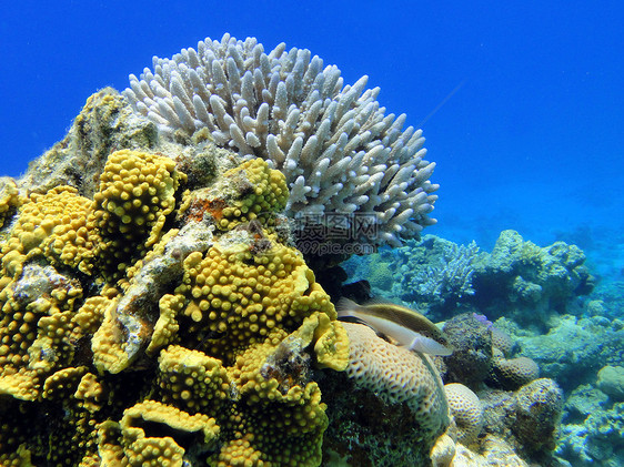 珊瑚和鱼类蓝色红色兴趣假期图片