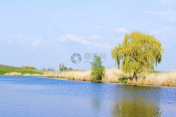 从岸边的河面池塘树木芦苇海岸线酒窝荒野场地阳光生长沼泽图片