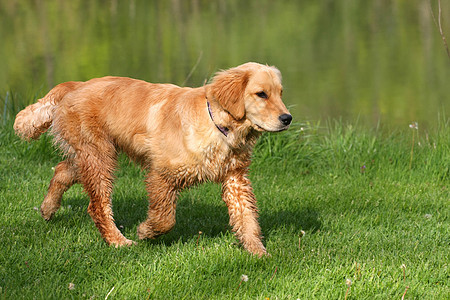 黄金寻金金发犬类棕色朋友猎犬哺乳动物褐色头发宠物动物图片