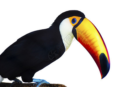 Toucan 土干濒危鸟类野生动物黑色异国黄色生活动物群橙子动物图片