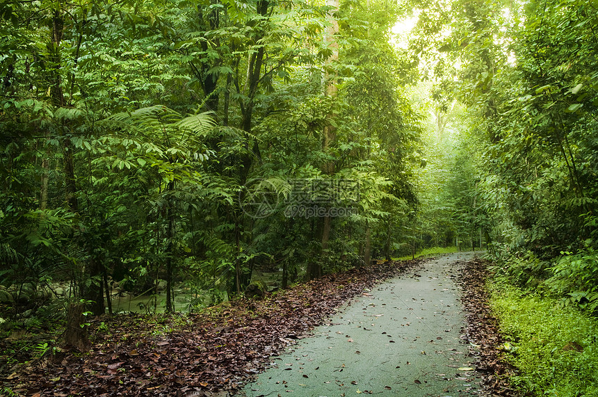 路径路徑叶子森林探索小路途径公园光束踪迹射线车道图片