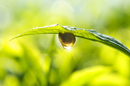 上午 露珠鼻涕虫雨滴叶子害虫环境动物花园天气太阳蜗牛图片