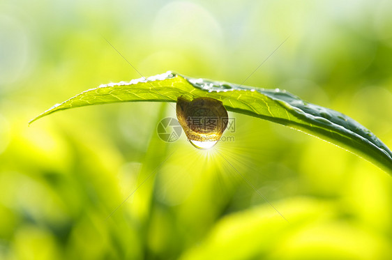 上午 露珠鼻涕虫雨滴叶子害虫环境动物花园天气太阳蜗牛图片