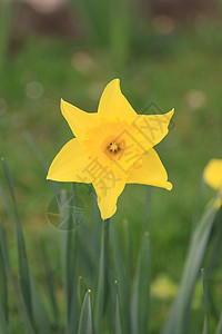 水仙 自恋 jonquille Narcisse美丽植物学天空花瓣叶子场景植物群蓝色花朵季节图片