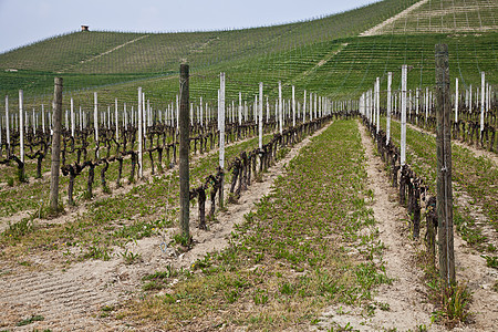 巴尔贝拉葡萄园     意大利农田栽培收成农业风景葡萄水果房子酒厂国家图片
