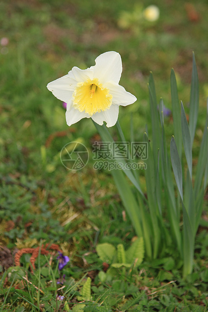 水仙花有自恋的意思吗?