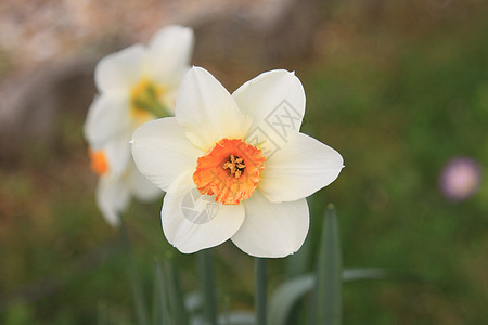 水仙 自恋 jonquille Narcisse场地水仙花花朵植物学场景橙子季节宏观公园植物群图片