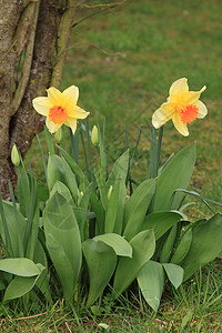 水仙 自恋 jonquille Narcisse公园花园橙子季节花瓣宏观花朵场景植物群场地图片