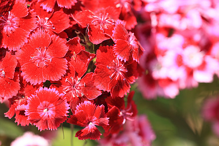 甜美的威廉紫色叶子花瓣花朵生长花束石竹植物园艺薰衣草图片