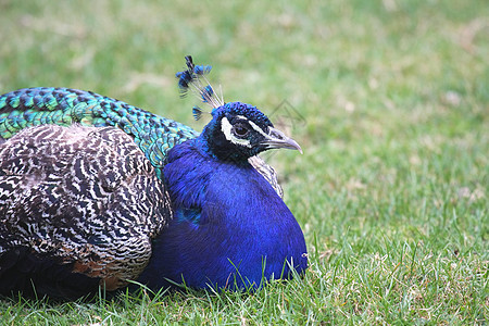 孔雀眼睛脖子动物蓝色工作室热带仪式羽毛展示尾巴图片