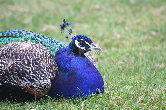 孔雀眼睛脖子动物蓝色工作室热带仪式羽毛展示尾巴图片