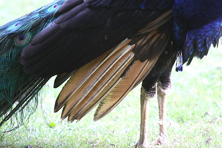 孔雀热带蓝色动物园尾巴优雅跳舞眼睛野生动物仪式工作室图片