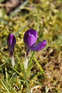 鳄鱼冲花花地面紫色橙子生长花瓣红花美丽植物花园蓝色图片