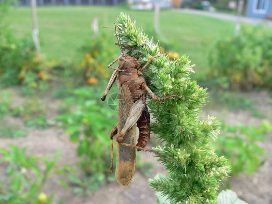 花臭虫漏洞小动物蚱蜢蟋蟀料斗刺槐害虫花园眼睛图片