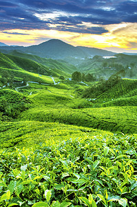 茶叶种植园栽培天空风景阳台农田植物群热带天气阳光环境图片