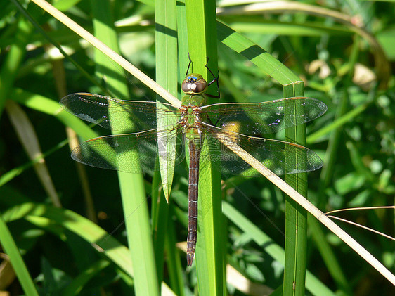 绿达纳沼泽翅膀动物绿色飞行野生动物漏洞蜻蜓宏观图片