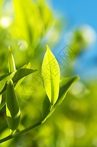 茶叶请假食物农村农场蔬菜热带阳光宏观植物财产气候图片