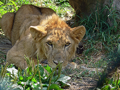 青年雄狮食肉头发猎人狮子毛皮捕食者国王动物哺乳动物男性图片