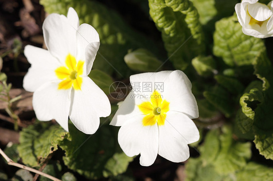 长野花花瓣植物学花园荒野园艺季节树叶春花蓝色图片