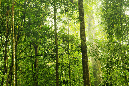 绿色森林木头树干旅游叶子神话风景光束娱乐农村阳光图片