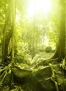 绿林环境季节农村丛林树干木头镜片风景光束天堂图片