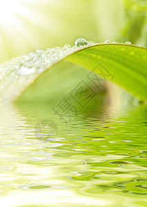 绿草和雨滴生长反射气候宏观草地水滴太阳环境植物花园图片